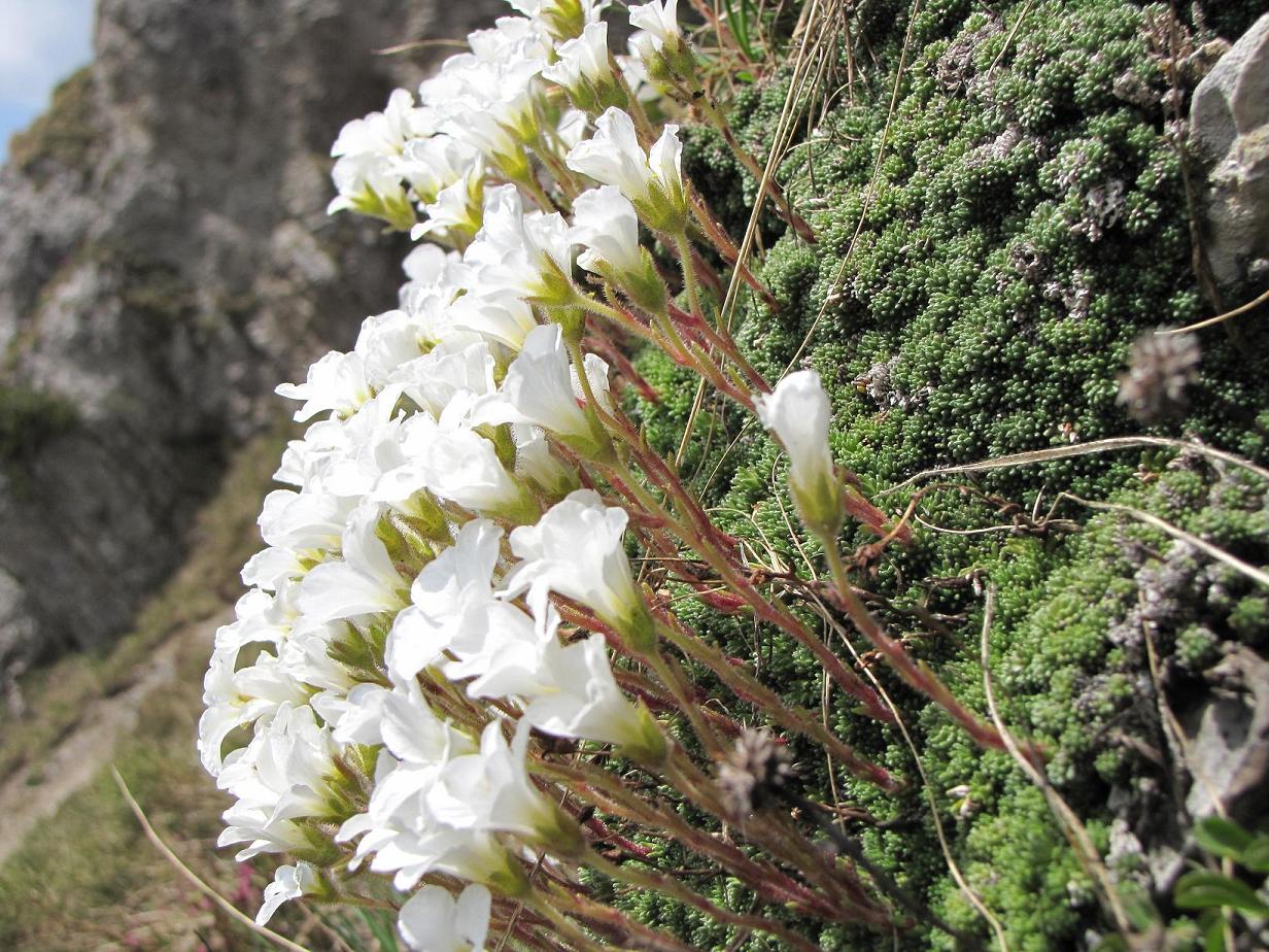 Saxifraga tombeanensis / Sassifraga del Monte Tombea